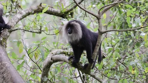 Lion-tailed Macaques climb in tree close up Video stock 322659644