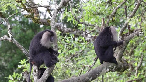 Lion-tailed Macaques feed in mountain rainforest tree close up Stock Footage 322975340