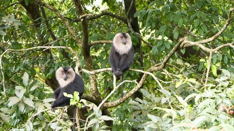 Lion Tailed - Macaques Vídeo Stock 118131399