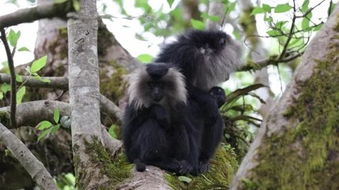 Lion-tailed Macaques in mountain rainforest tree grooming closeup Stock Footage 327448670