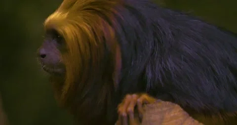 A Lion Tamarin Monkey Stock Footage 134845491