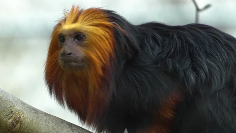 A Lion Tamarin Monkey looking Stock Footage 270479935