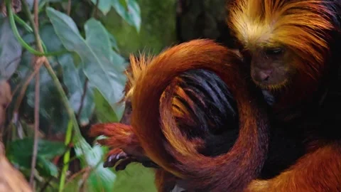 A Lion Tamarin Monkey resting Stock Footage 277420518