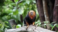 Lion Tamarin On Tree Stock Footage