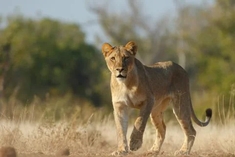 Lion thinks "What's that" Stock Photos