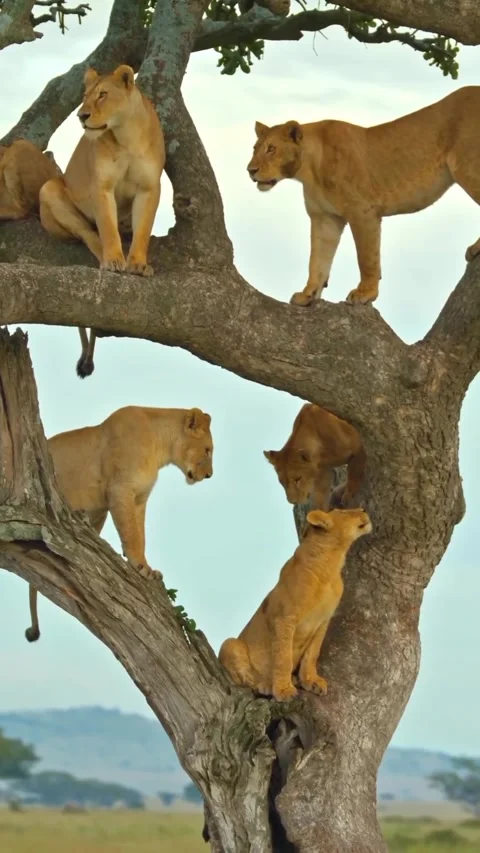 Lion on a tree branch Stock Footage 321259858