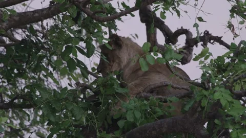 Lion in tree Stock Footage 168324074