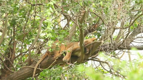 Lion on a tree, Nakuru Park Stock Footage 54391176
