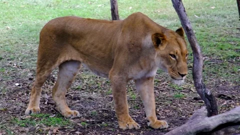 Lion at the tree in national park Stock Footage 169947351