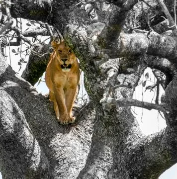 Lion in a tree Stock Photos