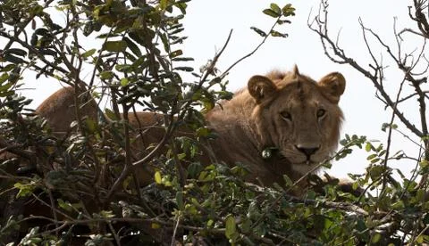 Lion in a Tree Foto stock