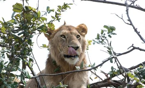 Lion in a Tree 写真素材