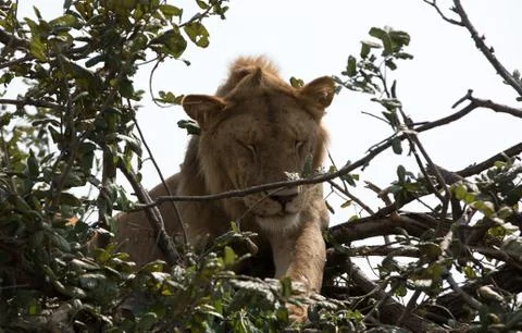 Lion in a Tree Stock Photos