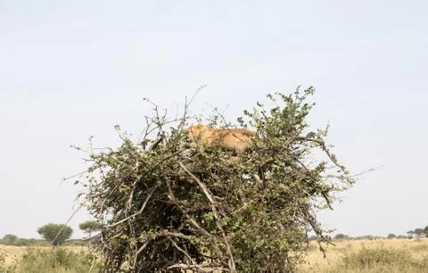 Lion in a Tree Stock Photos