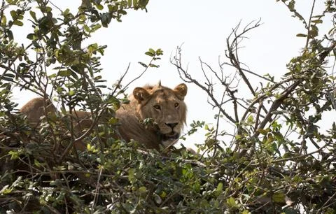 Lion in a Tree Stock Photos