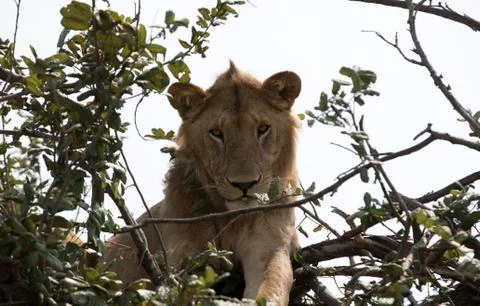 Lion in a Tree Foto stock
