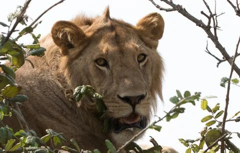 Lion in a Tree Foto stock