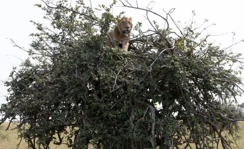 Lion in a Tree Stock Photos