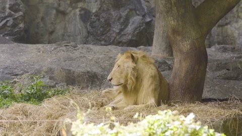 Lion on a tree trunk resting Stock Footage 87190476