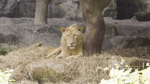 Lion on a tree trunk resting Stock Footage 87190599