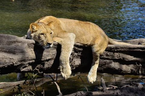 Lion on a tree trunk by a river Photos
