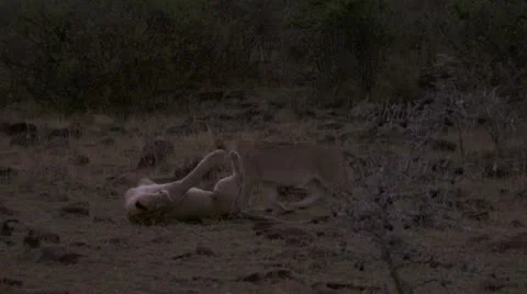 Lion trying to play Stock Footage 12649369