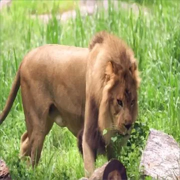 Lion vector image Stock Photos