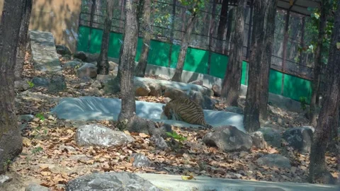 The Lion View in India: Exploring the Realm of the Asiatic King Stock Footage 313566784