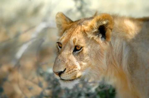 Lion is waiting Stock Photos