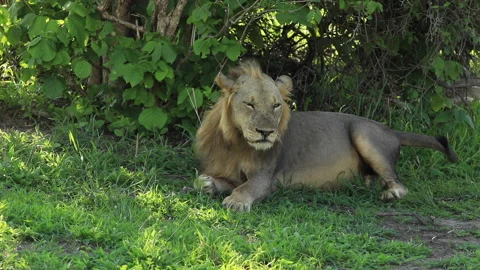 A lion wakes up from a nap. Stock Footage 148060657