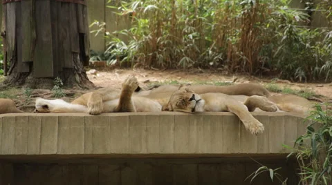 Lion wakes up from sleeping Stock Footage 66687535
