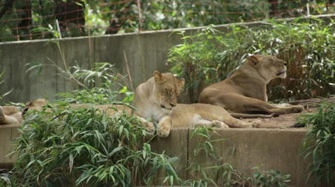 Lion waking up and looking into camera Stock Footage 66687190