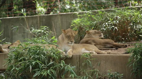 Lion waking up and making a big yawn while other lions sleep Stock Footage 66686863