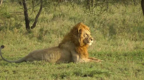 Lion waking up Stock Footage 10563383