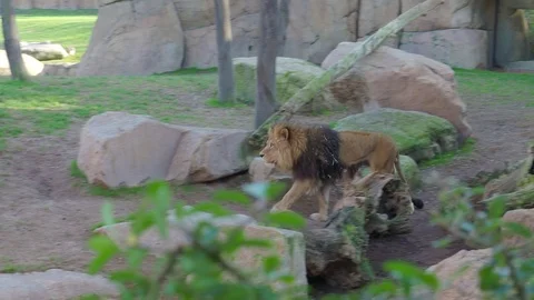 Lion waking in zoo Stock Footage 71622695