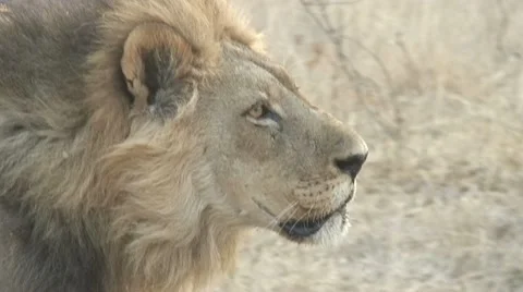 LION WALK Video stock 21636982