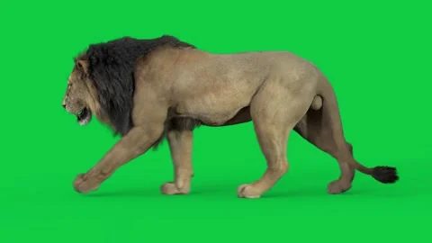 Lion Walk Side (loop) HD green screen Stock-Footage 242542011