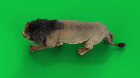 Lion Walk Top (loop)  HD green screen Stock-Footage 242542166