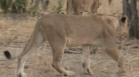 Lion Walking 1 Stock Footage 10591905
