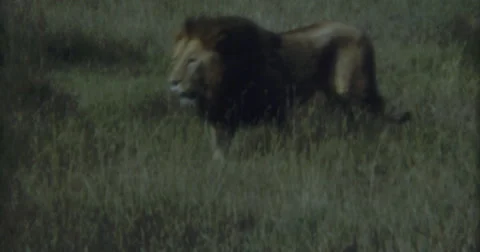 Lion Walking Afrika Wild Life 50s 60s 16mm Stock Footage 45831798