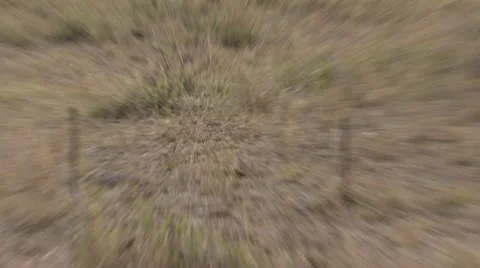 Lion walking and lying down Stock Footage 12647411