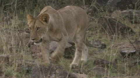 Lion walking and lying down Stock Footage 12649265
