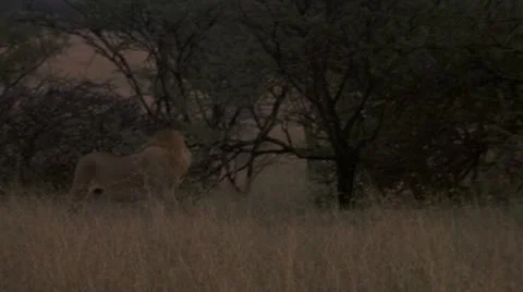 Lion walking and peeing Stock Footage 12656361