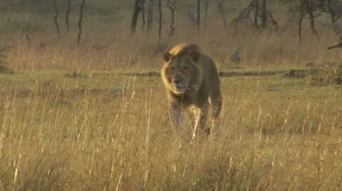 Lion walking and peeing Stock Footage 12656457