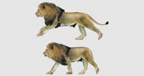 Lion Walking and Running Video stock 201367109