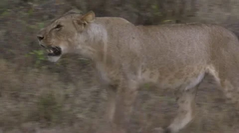 Lion walking and sitting down Stock Footage 12648463
