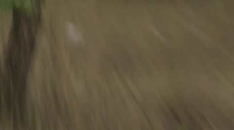 Lion walking and standing Stock Footage 12647321