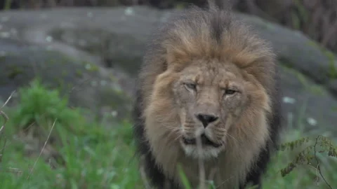 Lion walking around Stock Footage 165265388