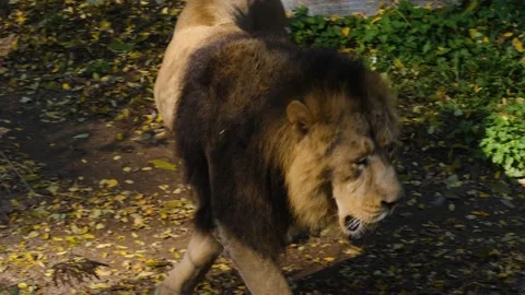 Lion walking between bushes Stock Footage 224448325