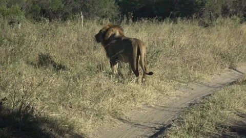 Lion walking, brief glance toward camera, exits track into vegetation Stock Footage 320960649